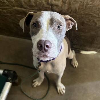 Pit Bull Terrier and Bull Terrier Dogs Available for Adoption - Graywind | PetCurious