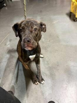 Nd 9 Rhea -  Pit Bull Terrier Dog for Adoption in Lawrenceville, Georgia - Nd 9 Rhea | PetCurious