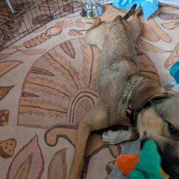 Mixed Breed Dogs Available for Adoption in Madison, Wisconsin - Jo Dee | PetCurious