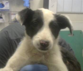 Australian Cattle Dog Blue Heeler and Mixed Breed Dogs Available for Adoption in Albuquerque, New Mexico - PAX | PetCurious