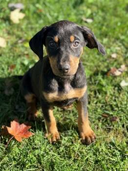Katia -  Coonhound Dog for Adoption in Columbia, Maryland - Katia | PetCurious
