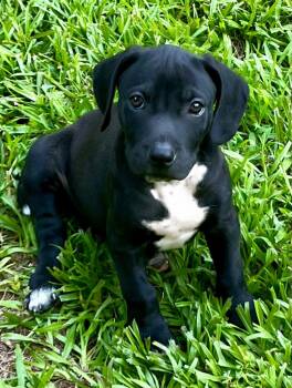 Gary (Riverbank Litter) -  American Bulldog and American Staffordshire Terrier Dog for Adoption in Gillsville, Georgia - Gary (Riverbank Litter) | PetCurious