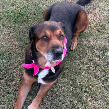Chloe -  Shepherd and Mixed Breed Dog for Adoption in Raleigh, North Carolina - Chloe | PetCurious