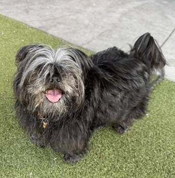 *Muffin* -  Shih Tzu Dog for Adoption in Salt Lake City, Utah - *Muffin* | PetCurious
