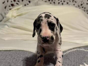 Nova -  Great Dane Dog for Adoption in Milton, Georgia - Nova | PetCurious