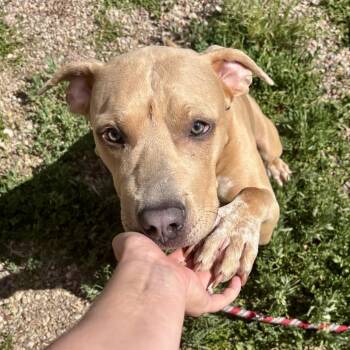 Snoopy -  Pit Bull Terrier and Mixed Breed Dog for Adoption in Glenwood Springs, Colorado - Snoopy | PetCurious