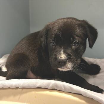 Mixed Breed Dogs Available for Adoption in Chattanooga, Tennessee - Whiskey | PetCurious