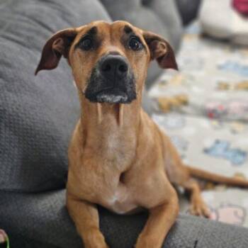 Baby -  Dachshund and Shepherd Dog for Adoption in Broken Arrow, Oklahoma - Baby | PetCurious