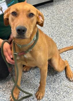 Copper -  Treeing Walker Coonhound and Mixed Breed Dog for Adoption in Burgaw, North Carolina - Copper | PetCurious