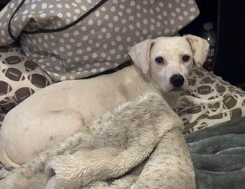 Beagle Dogs Available for Adoption - Chantilly Cake | PetCurious