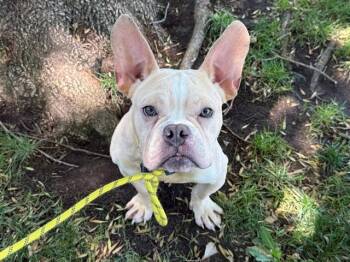 ELK -  French Bulldog Dog for Adoption in Antioch, California - ELK | PetCurious