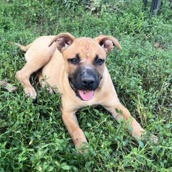 Kwazi -  Mixed Breed Dog for Adoption in Brownsboro, Alabama - Kwazi | PetCurious
