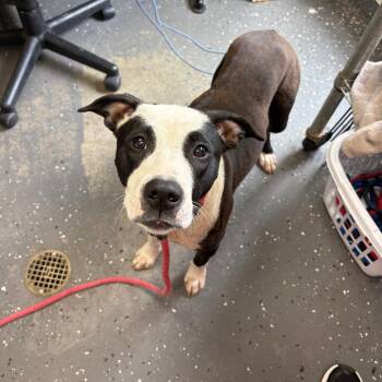 Mixed Breed Dogs Available for Adoption in Columbiana, Alabama - Momma Panda Express | PetCurious