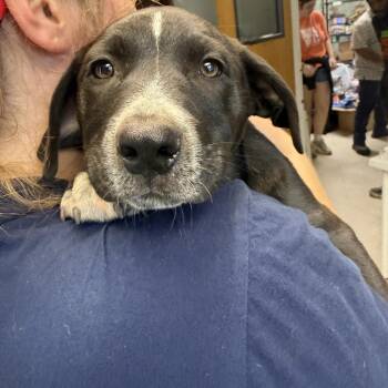 Wet Stone -  American Bulldog Dog for Adoption in Austin, Texas - Wet Stone | PetCurious