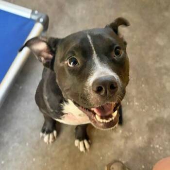 NOVA -  Mixed Breed Dog for Adoption in Fernandina Beach, Florida - NOVA | PetCurious