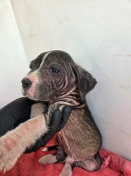 Phineas -  Mixed Breed Dog for Adoption in Mobile, Alabama - Phineas | PetCurious