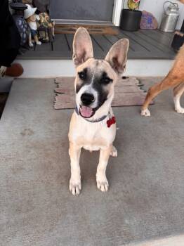 Rescue Corgi Dogs for Adoption in Colorado Springs, Colorado - Roger | PetCurious