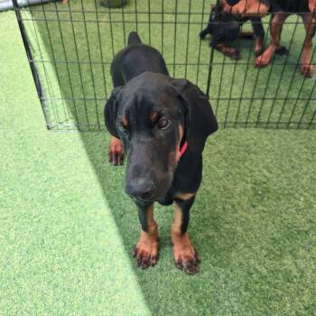 Archie 3597 (Lee pup Red) -  Doberman Pinscher Dog for Adoption in Oakland Park, Florida - Archie 3597 (Lee Pup Red) | PetCurious