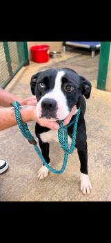 PEARL -  Mixed Breed Dog for Adoption in Newborn, Georgia - PEARL | PetCurious