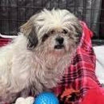 Kathi -  Shih Tzu Dog for Adoption in Ramona, California - Kathi | PetCurious
