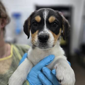 Wirehaired Terrier and Dachshund Dogs Available for Adoption in Incline Village, Nevada - Beta | PetCurious