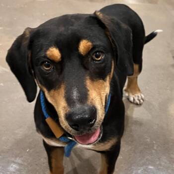Jethro -  Basset Hound and Rottweiler Dog for Adoption in Washburn, Missouri - Jethro | PetCurious