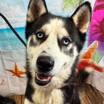 Klondike -  Husky and Mixed Breed Dog for Adoption in Gastonia, North Carolina - Klondike | PetCurious