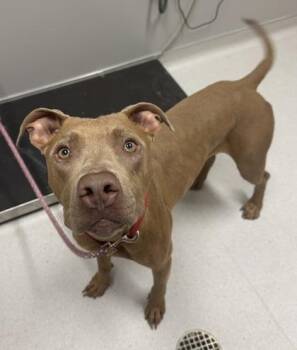 Hades -  Pit Bull Terrier and Mixed Breed Dog for Adoption in Missoula, Montana - Hades | PetCurious