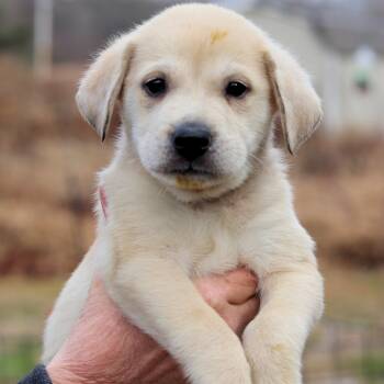 Rescue Labrador Retriever Dogs for Adoption in Eastford, Connecticut - CT Chilly Avail Nov 29 | PetCurious