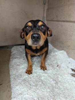 EGYPT -  Dachshund and Mixed Breed Dog for Adoption in Brunswick, Georgia - EGYPT | PetCurious