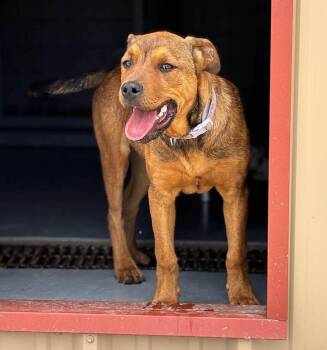 Bruno Mars -  Hound Dog for Adoption in Oregon, Wisconsin - Bruno Mars | PetCurious