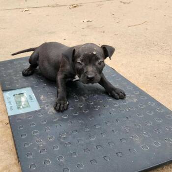 Suzie -  Pit Bull Terrier and Mixed Breed Dog for Adoption in Wadena, Minnesota - Suzie | PetCurious