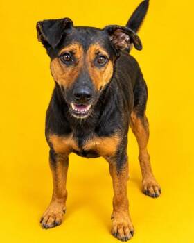 BRITCHES -  Mixed Breed Dog for Adoption in Jacksonville, Florida - BRITCHES | PetCurious
