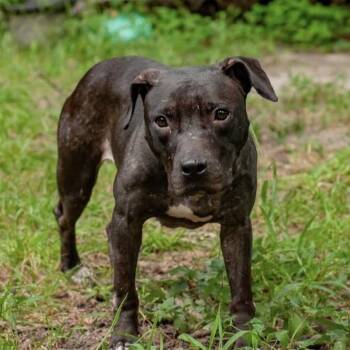 Bisky -  Pit Bull Terrier Dog for Adoption in Columbia, South Carolina - Bisky | PetCurious
