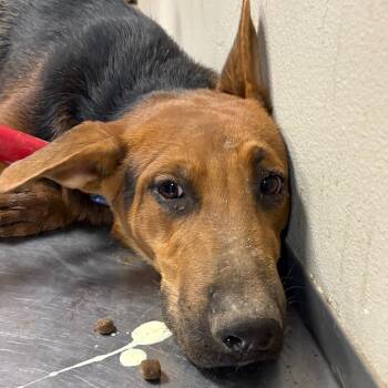 mojave -  Shepherd and Mixed Breed Dog for Adoption in Yuma, Arizona - Mojave | PetCurious