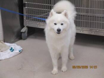Snowball(77) -  Siberian Husky Dog for Adoption in Marietta, Georgia - Snowball(77) | PetCurious