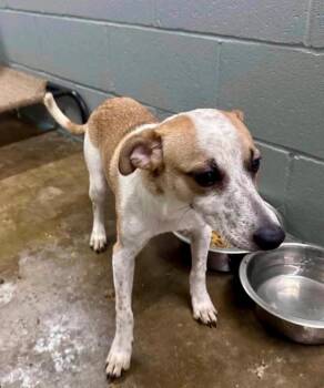 Buddy The Elf -  Jack Russell Terrier Dog for Adoption in Boulder, Colorado - Buddy The Elf | PetCurious