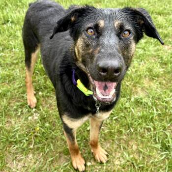 Johnny Utah -  German Shepherd Dog and Labrador Retriever Dog Available for Adoption in Byhalia, Mississippi - Johnny Utah | PetCurious