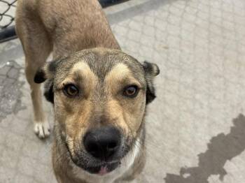 KNIGHT -  German Shepherd Dog and Mixed Breed Dog for Adoption in Tulsa, Oklahoma - KNIGHT | PetCurious