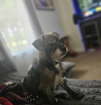 Gus (bonded with Marley) -  Miniature Schnauzer Dog for Adoption in Kimberlin Heights, Tennessee - Gus (bonded With Marley) | PetCurious