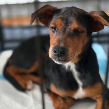 Mistress Yoda -  Miniature Pinscher Dog for Adoption in Cartersville, Georgia - Mistress Yoda | PetCurious