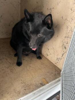 Mixed Breed Dogs Available for Adoption in West Palm Beach, Florida - BUCKWHEAT | PetCurious