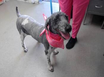 SEPHORA -  Poodle Dog for Adoption in San Bernardino, California - SEPHORA | PetCurious