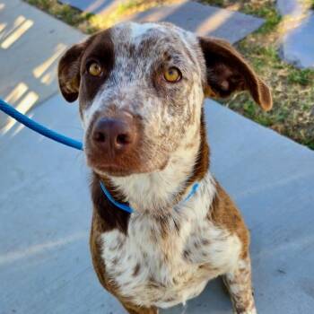Sawyer -  German Shorthaired Pointer Dog for Adoption in Newport Beach, California - Sawyer | PetCurious