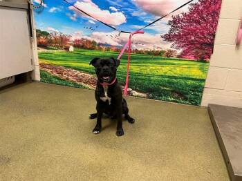 A554197 -  Pug and Mixed Breed Dog for Adoption in Moreno Valley, California - A554197 | PetCurious