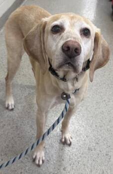 Nala (bonded to Nova) -  Labrador Retriever and Mixed Breed Dog for Adoption in Fishers, Indiana - Nala (bonded To Nova) | PetCurious