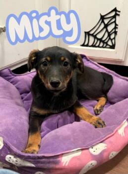 Miniature Pinscher and German Shepherd Dog Dogs Available for Adoption - Misty | PetCurious