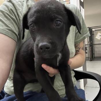 Chihuahua and Terrier Dogs Available for Adoption in Richmond, California - CERVEZA | PetCurious