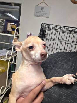 Sylvester (L624 D9) -  Chihuahua Dog for Adoption in Pahrump, Nevada - Sylvester (L624 D9) | PetCurious