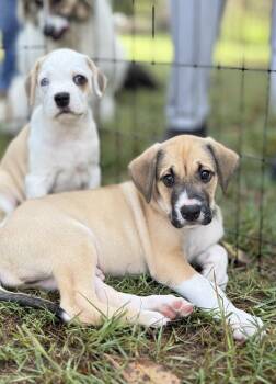 Louie -  Mixed Breed Dog for Adoption in Brookshire, Texas - Louie | PetCurious
